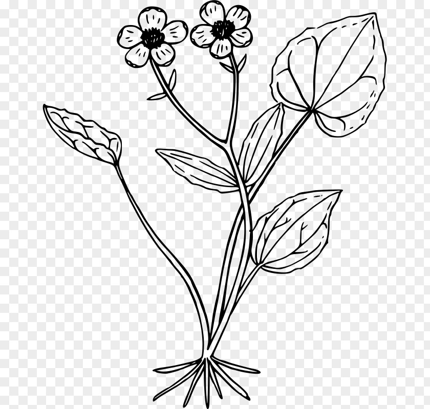 Mountain Outline Drawing Ranunculus Glaberrimus Clip Art PNG
