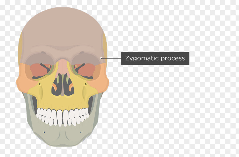 Skull Vomer Lacrimal Bone Human Skeleton Ethmoid PNG