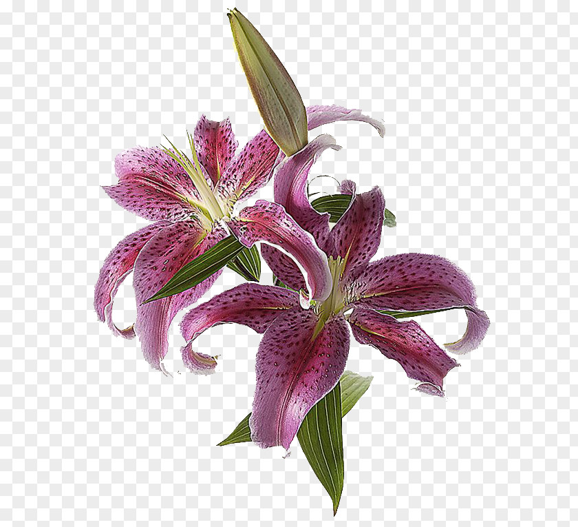 Suite Lilium Cut Flowers Lily 'Stargazer' Light PNG