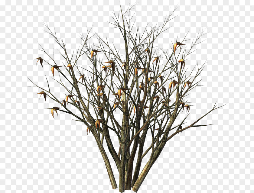 Withered Bushes Shrub Flower Euclidean Vector PNG