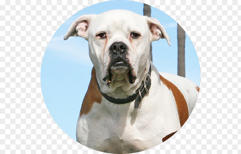 Actor American Bulldog Valley Olde English Bulldogge Pit Bull Terrier PNG