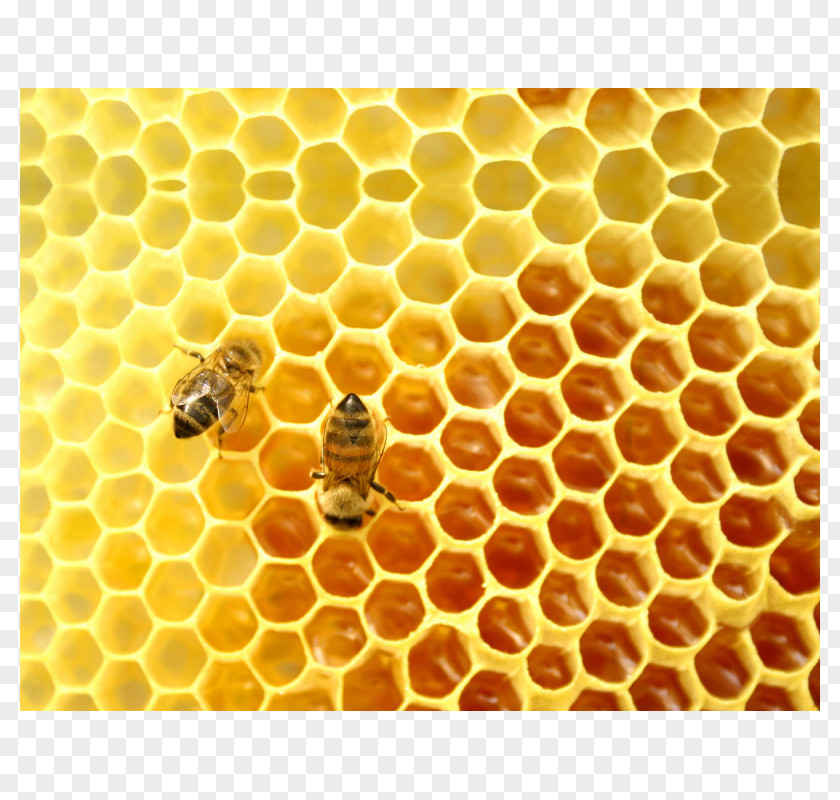 Bee Honey Mead Beehive PNG
