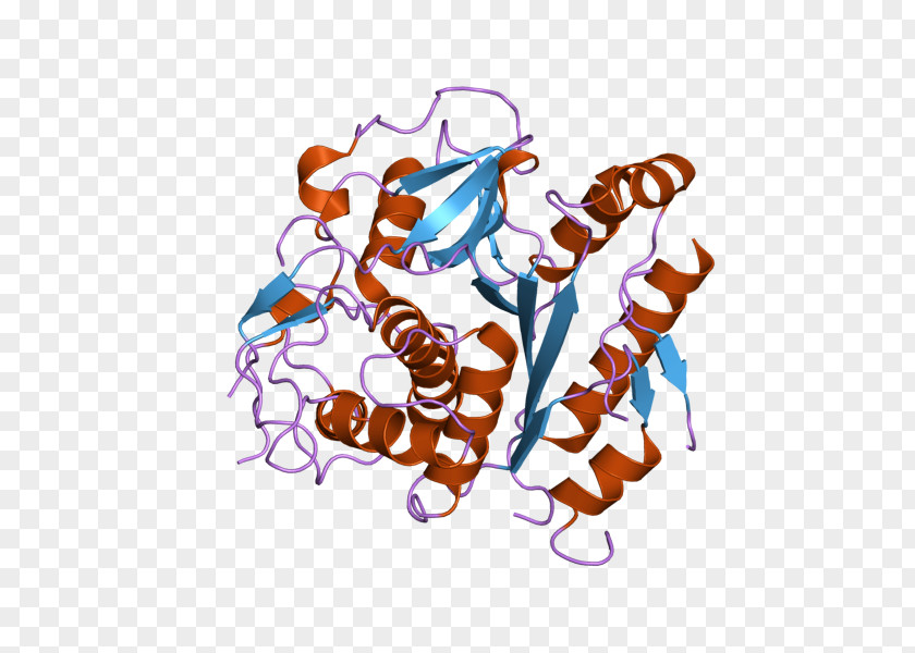 Cysteine Protease Enzyme Bromelain PNG