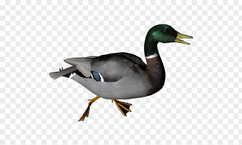 Duck Mallard Clip Art Transparency PNG