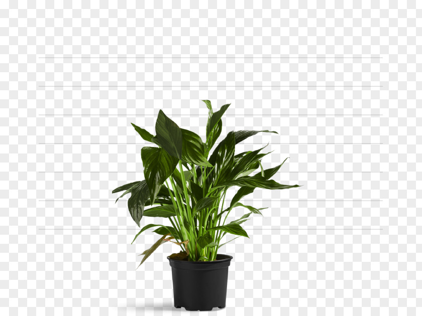 Hydroponic Grow Box No Smell Archiwum Allegro Tree Shrub Flowerpot PNG