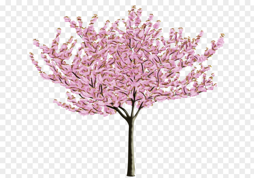 Redbud Plant Stem Cherry Blossom Tree Drawing PNG