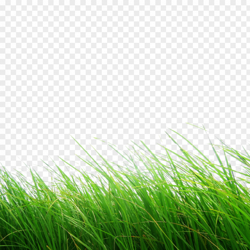 Wind Herb Green Grass Background PNG
