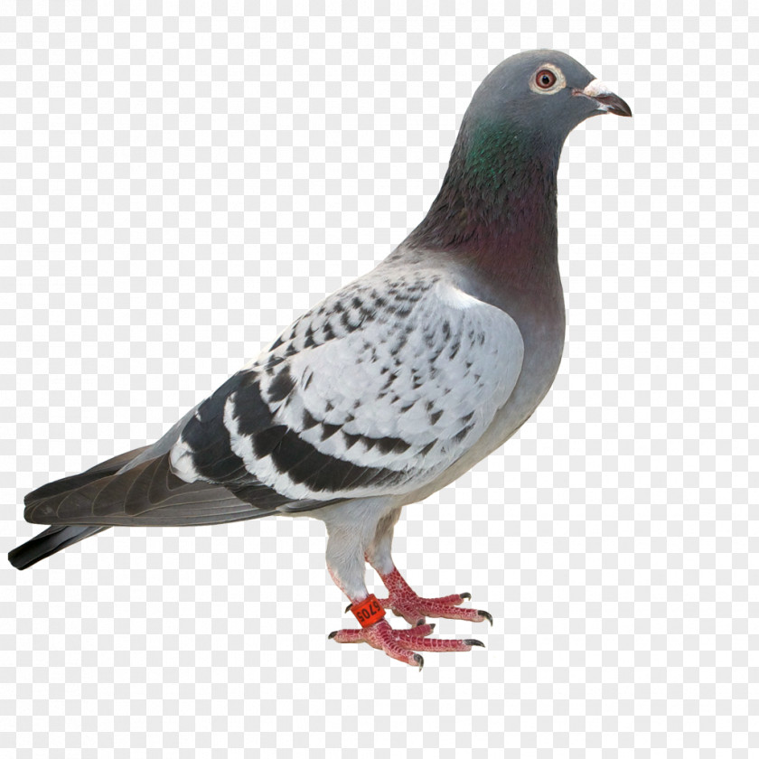 Yucca Columbidae Racing Homer Stock Dove Pigeon Father PNG