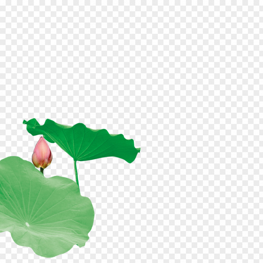 Lotus Creative Leaf Nelumbo Nucifera Download Effect PNG
