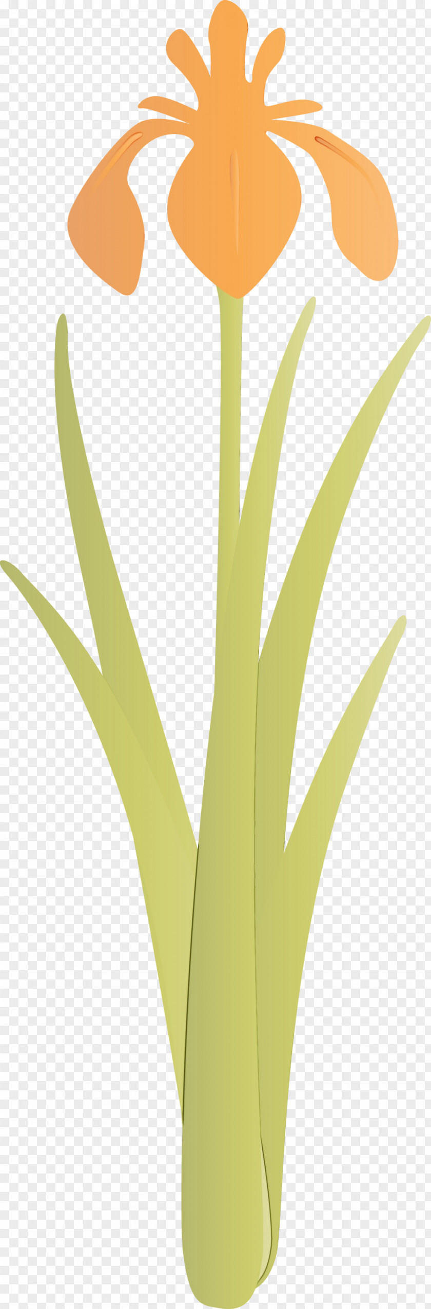 Yellow Leaf Plant Grass Family Flower PNG