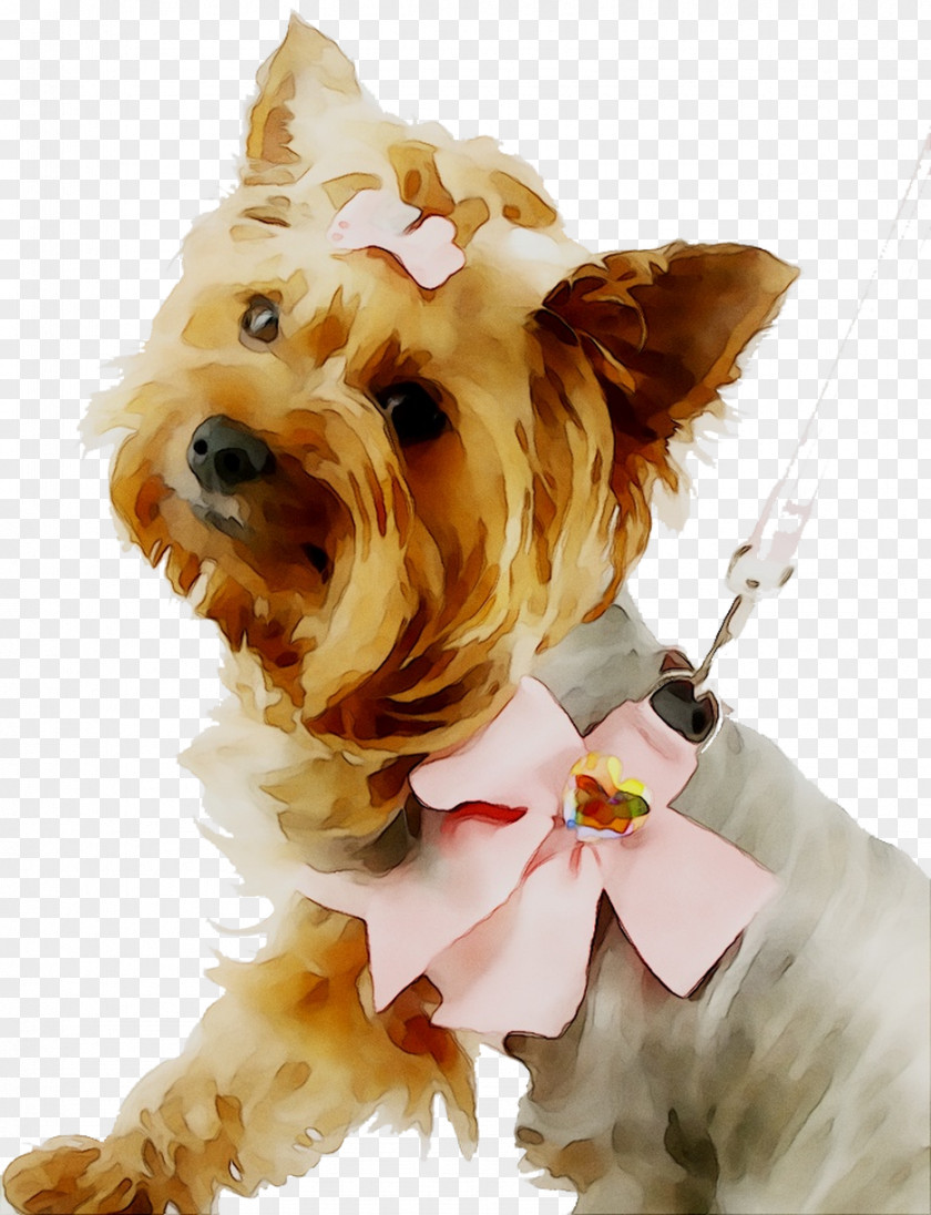Yorkshire Terrier Puppy Dog Grooming Breed Groomer PNG