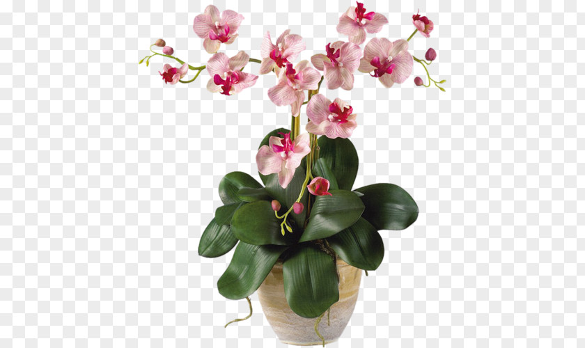 Flower Moth Orchids Cut Flowers Plant Stem PNG