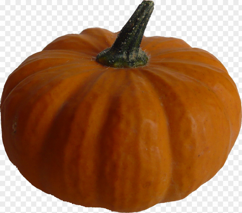 Pumpkin Calabaza Gourd Dog PNG