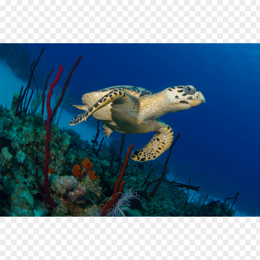 Turtle Loggerhead Sea Ecosystem Marine Biology Fauna PNG