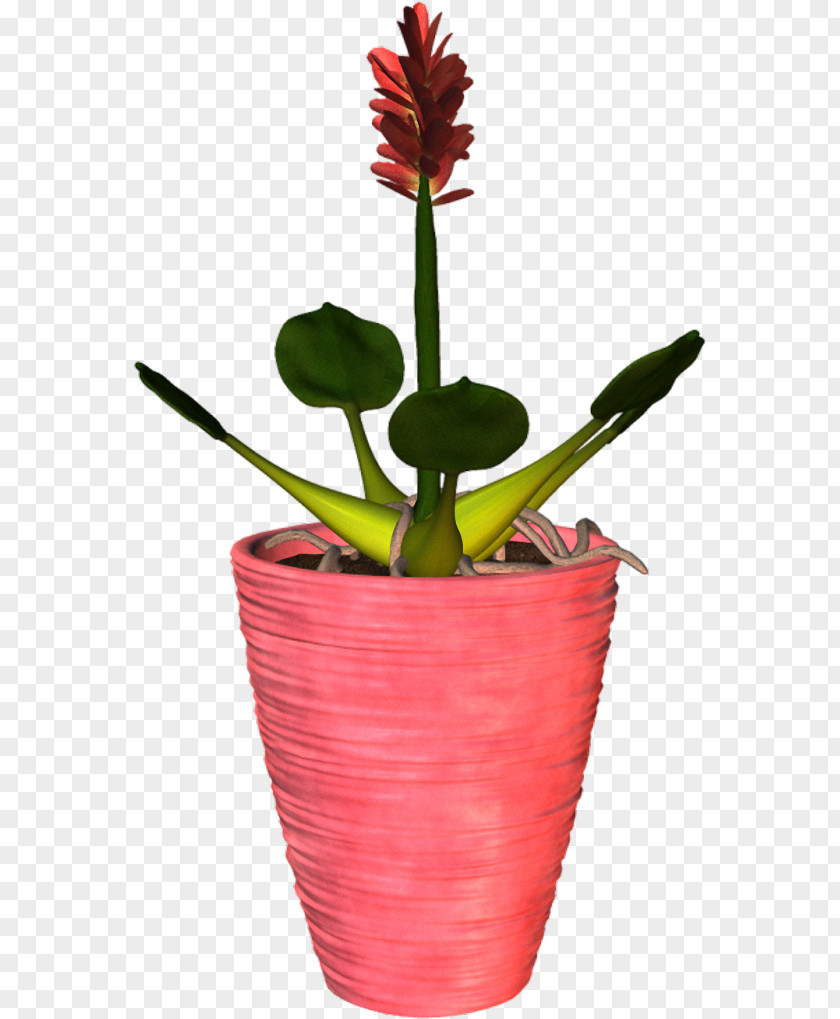 Flower Flowerpot Plant PNG