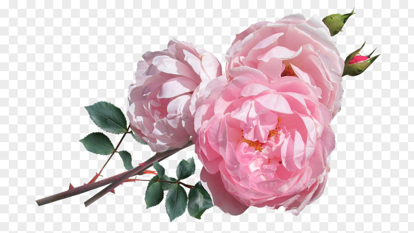 Flower Pink Flowers Floral Design Floristry PNG