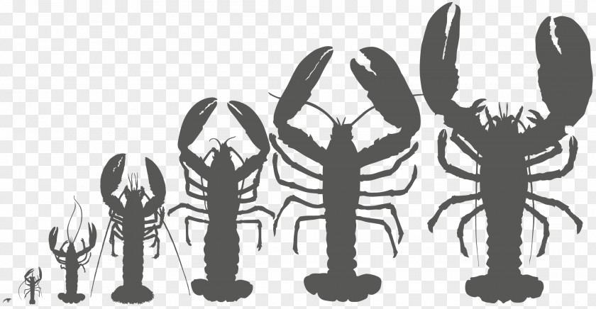 Lobster Mammal Finger Line Art PNG
