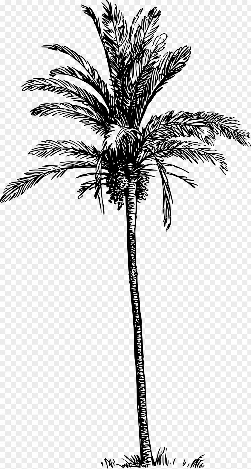 Love Tree Arecaceae Date Palm Clip Art PNG