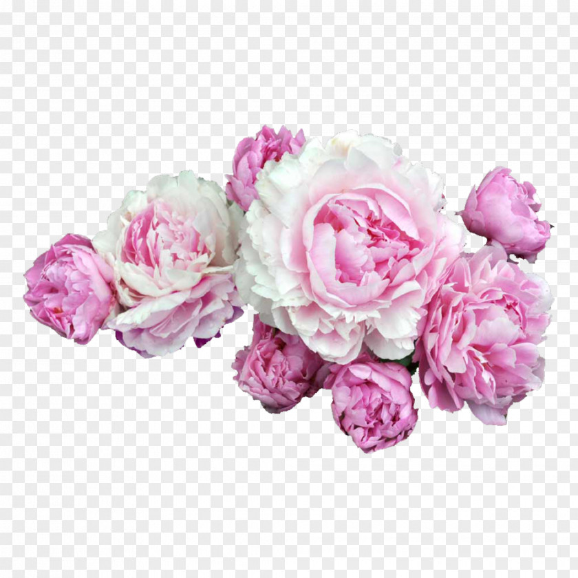 Peony Pink Flowers Desktop Wallpaper Clip Art PNG