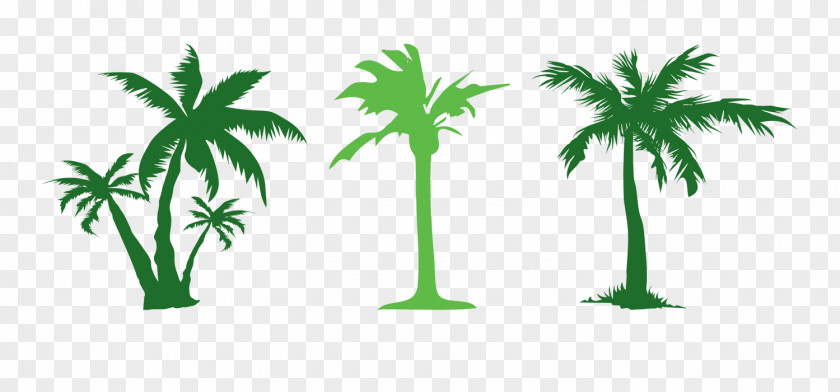 Simple Green Coconut Tree Evergreen Arecaceae Clip Art PNG