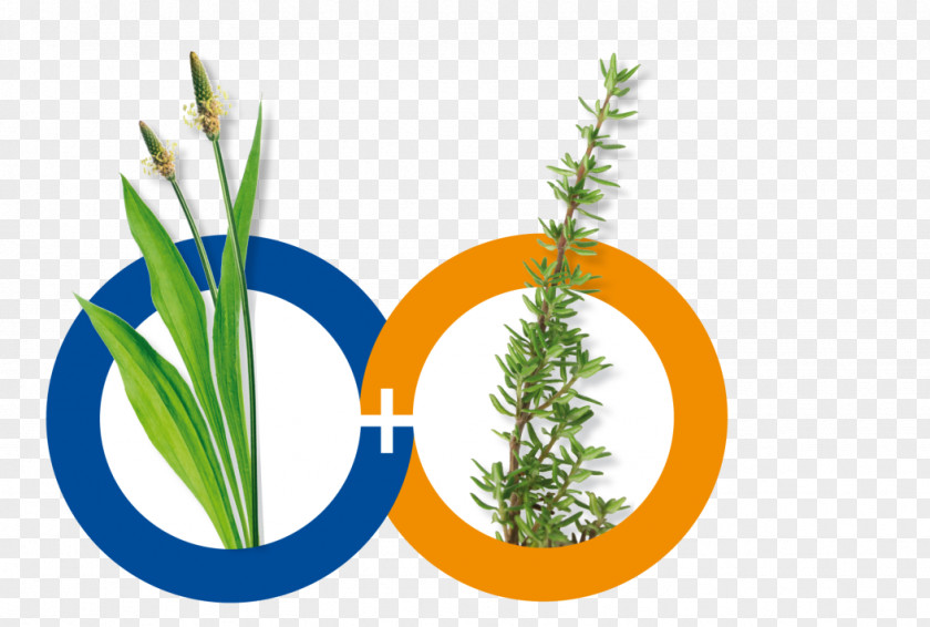 European Folk Medicine Thymes Herb Fluid Extract Ribwort Plantain PNG