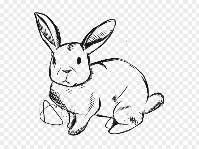 Rabbit Domestic Hare Line Art Whiskers Drawing PNG