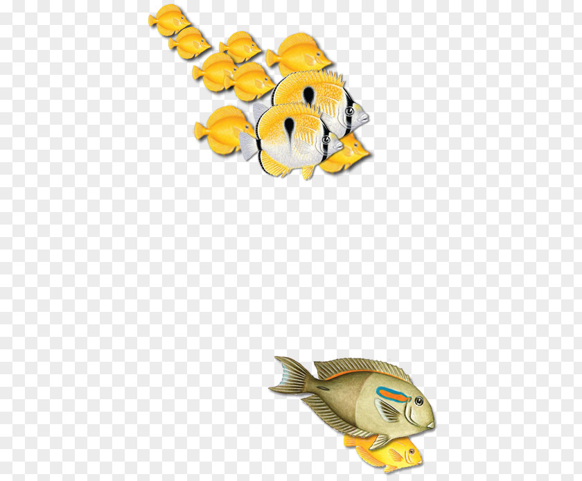 Tropical Forest Fish Animal PNG