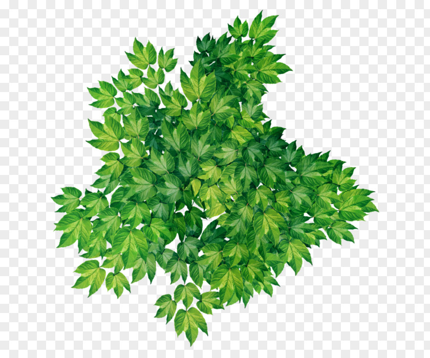 Leaf Parsley Evergreen Clip Art PNG