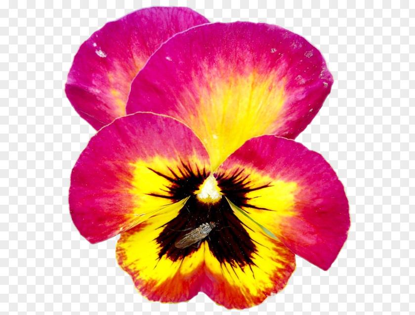 Pansy Annual Plant Close-up PNG