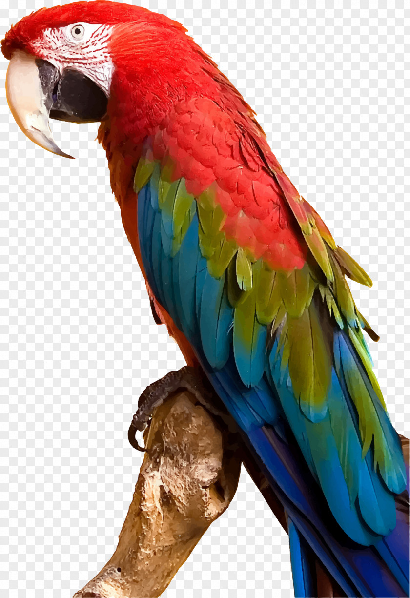 Parrot Bird Parakeet Macaw Clip Art PNG