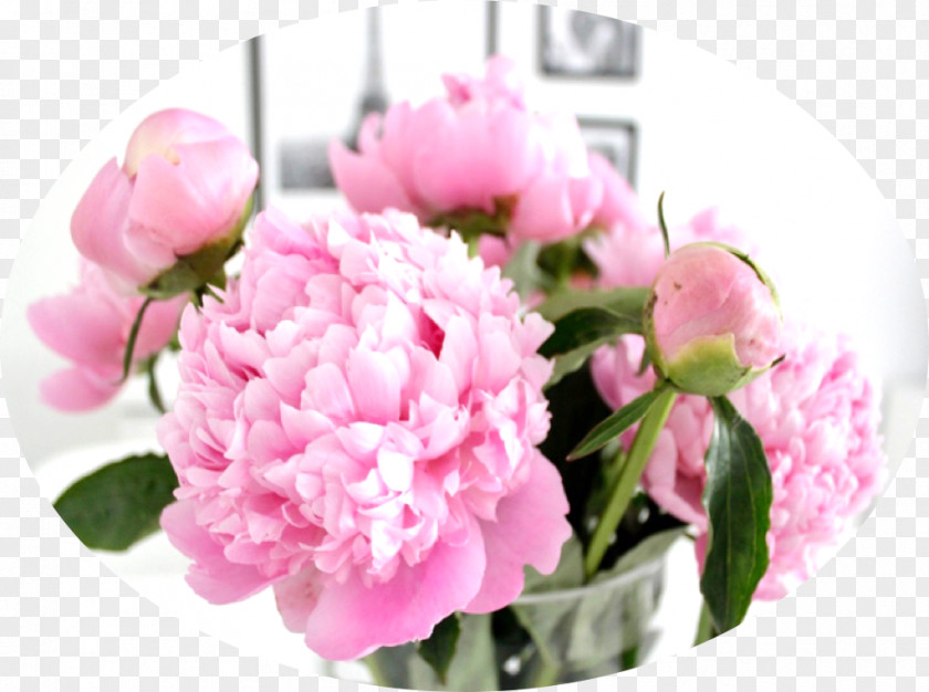 Pink Peony Cut Flowers Floristry Floral Design Plant PNG