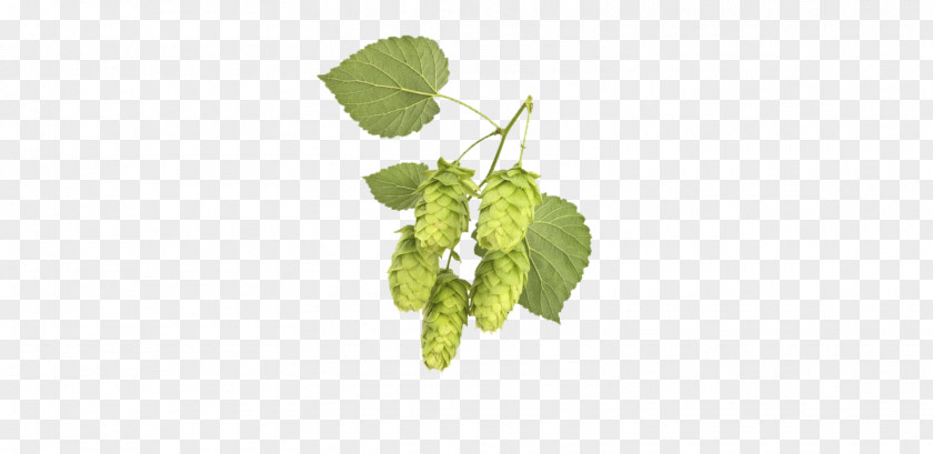 Plant Common Hop Vine Brauerei Lupulus Herb PNG