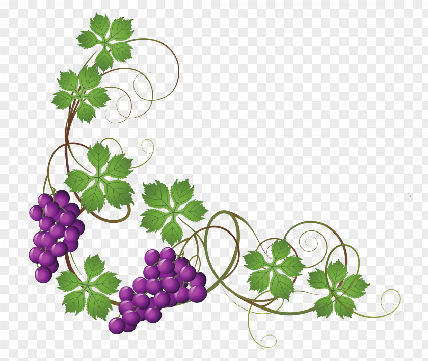Vine Cliparts Common Grape Wine Leaves Clip Art PNG