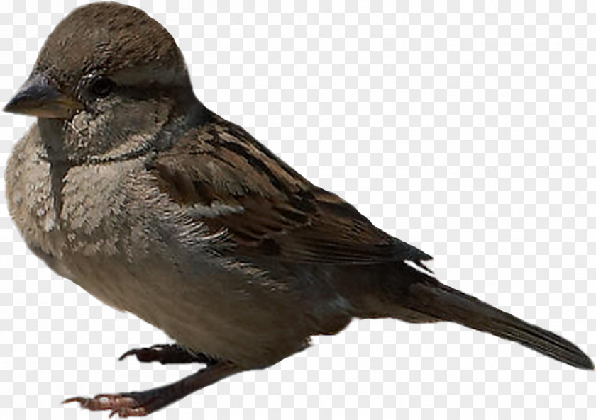 Bird PNG