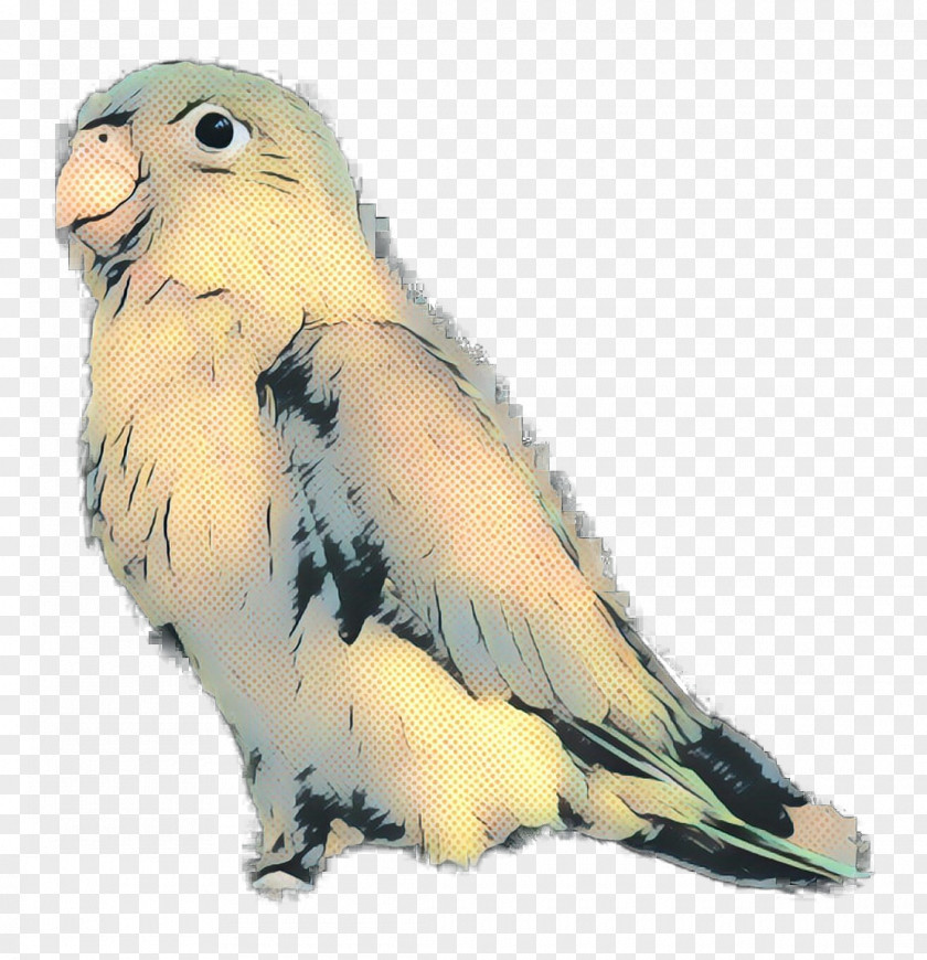 Cockatiel Lovebird Parakeet Macaw Cockatoo PNG