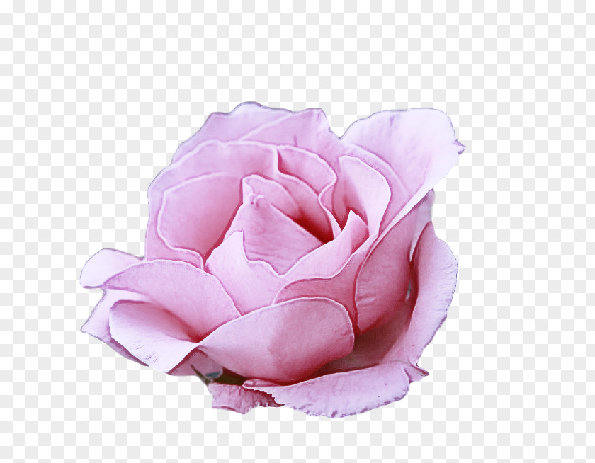 Garden Roses PNG