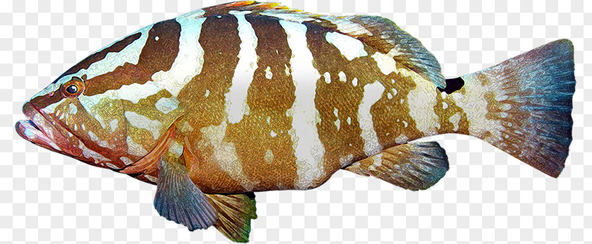 Gran Barrera De Coral Tilapia Euthynnus Lineatus Fish Grouper Skipjack Tuna PNG