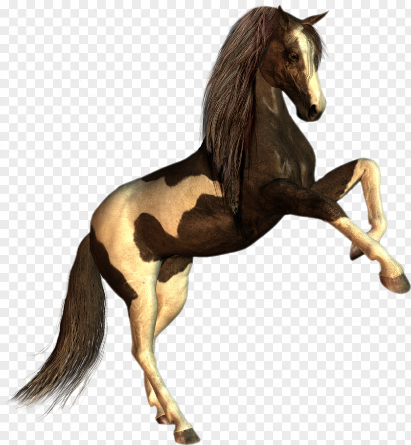 Horse Ferghana Howrse Colt Stallion PNG