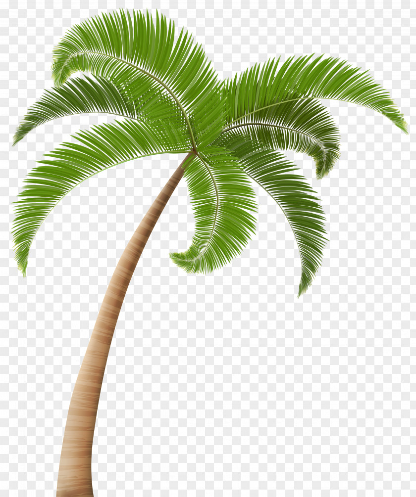 Palm Tree Arecaceae Coconut Clip Art PNG