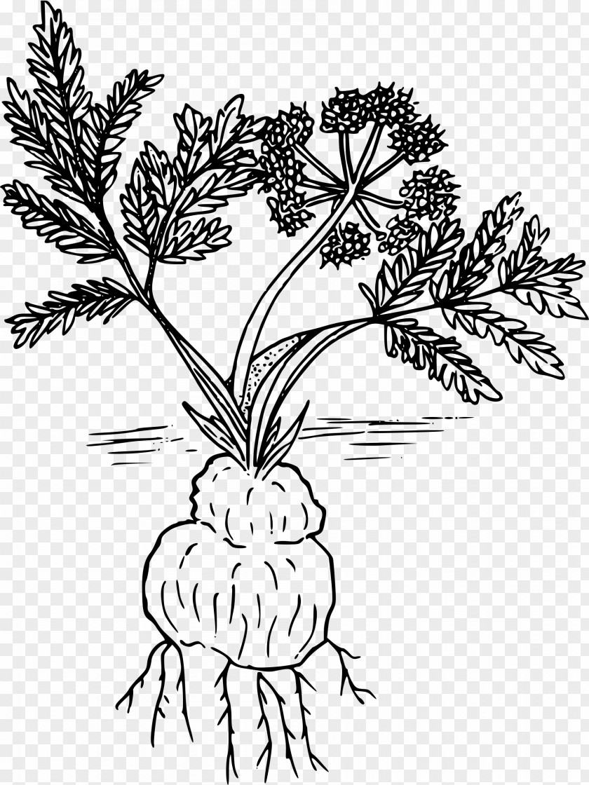 Parsley Woody Plant Line Art Drawing Lomatium Cous PNG