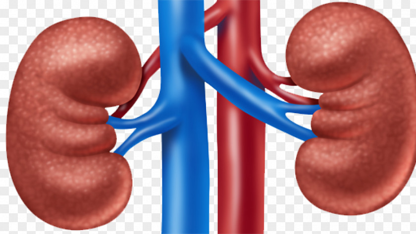 Acute Kidney Failure Organ Disease PNG kidney failure disease , health clipart PNG