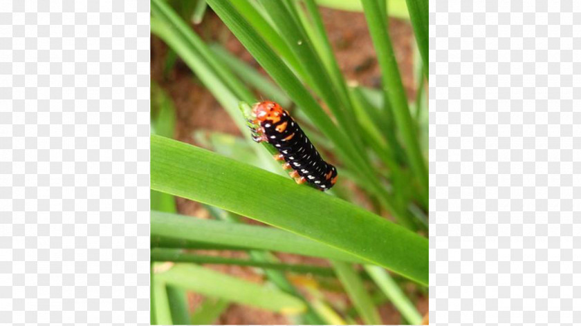 Caterpillar Chennai Photography Competition PNG