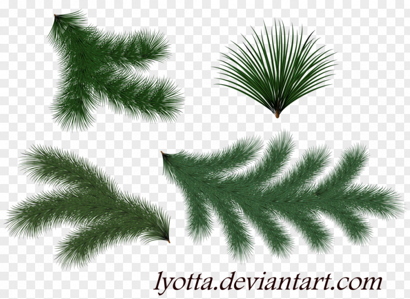 Christmas Tree Spruce Twig Pine PNG
