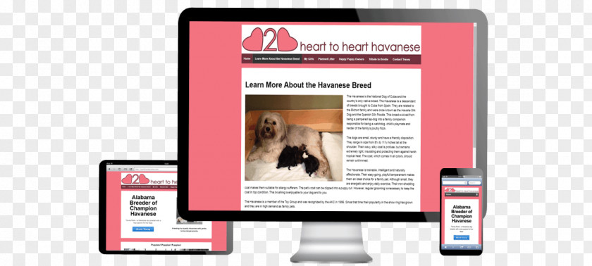 Havanese Display Advertising Brand Multimedia PNG