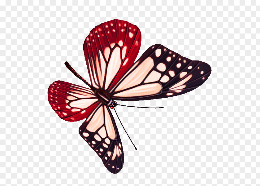 Butterfly Pictures PNG