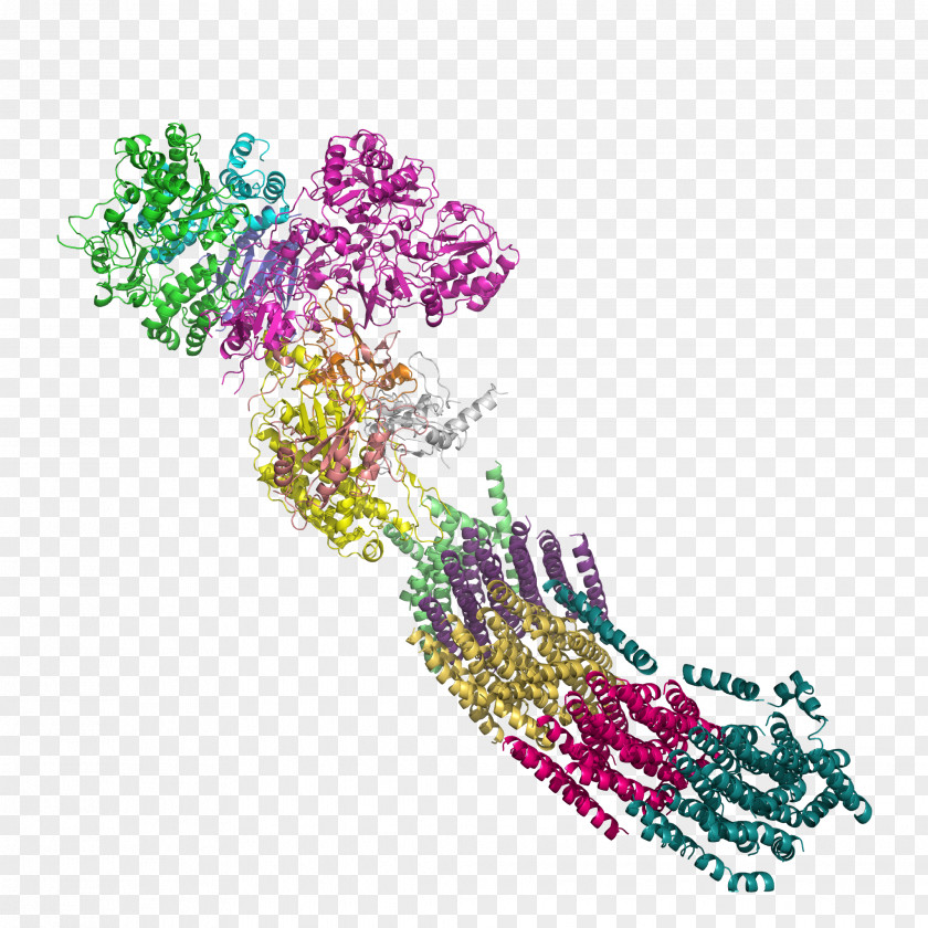 NADH:ubiquinone Oxidoreductase Nicotinamide Adenine Dinucleotide Enzyme Dehydrogenase PNG