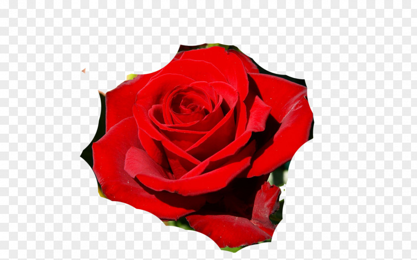 Rose Garden Roses Desktop Wallpaper Floribunda PNG