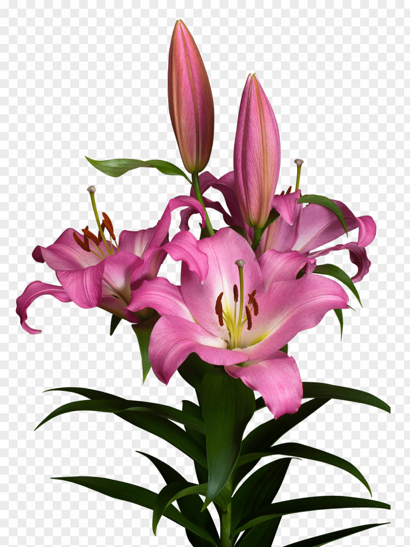 Royal Van Zanten Lilium Cut Flowers Floral Design アソート PNG
