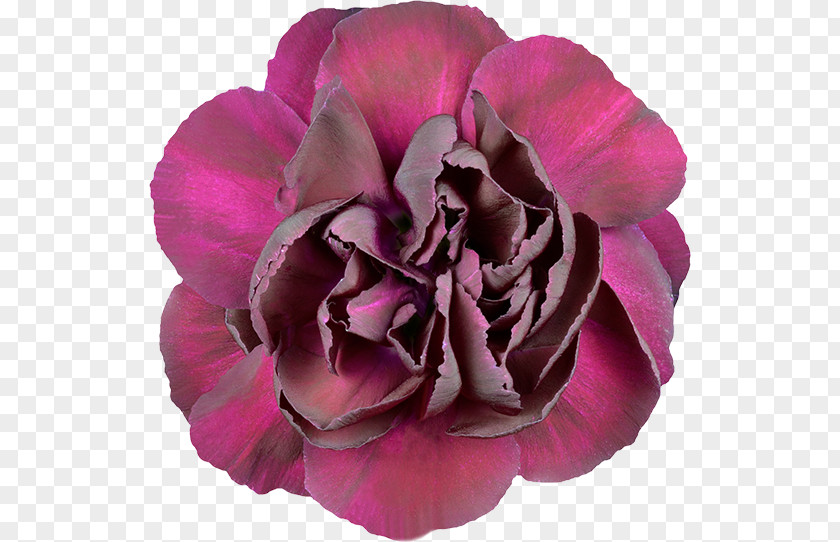 Flower Garden Roses Stock Photography Carnation PNG