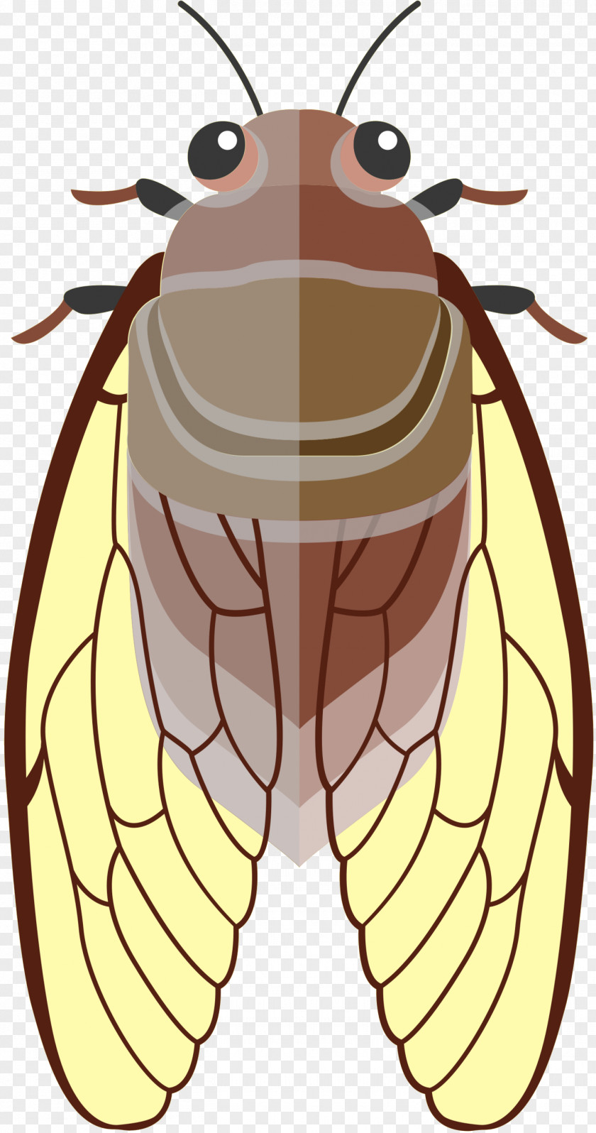 Honey Bee Clip Art Illustration Insect PNG